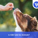 Is CBD safe for Animals