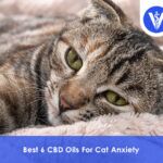 Best CBD Oils For Cat Anxiety