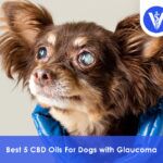 Best CBD Oils For Dogs with Glaucoma
