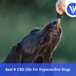 Best CBD Oils For Hyper Dogs