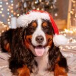 Christmas Survey of Dog Owners