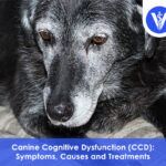 Canine Cognitive Disorder CCD