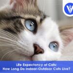 How long do indoor outdoor cats live