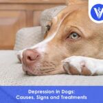 Depression in Dogs Symptoms Causes Treatments
