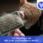 Cat shedding a lot
