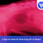 How to treat dog uti at home