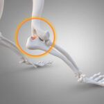 CBD oil for dogs with arthritis A rendering of dogs legs highlighting join issues