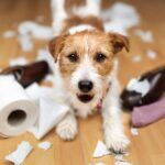 Anxiety in dogs manifesting in dogs erratic behavior A small sized dog among pieces of toilet paper on the floor and a shoe