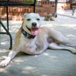 Osteosarcoma in dogs A dog with an amputated leg sitting under a chair
