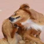 Beef Allergy in Dogs