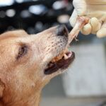 Can Dogs Eat Chicken Bones A dog eating chicken