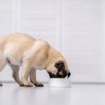 Can Dogs Eat Ground Beef