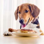 Can Dogs Eat Chicken A dog about to eat chicken
