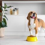 Are Chicken Hearts Good for Dogs