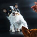 Can Dogs Eat Fried Chicken  TotalVet