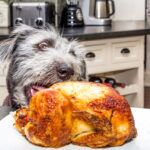 Can Dogs Eat Rotisserie Chicken  TotalVet