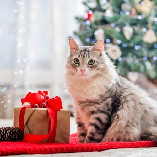 Holiday Gift Guide for Cats