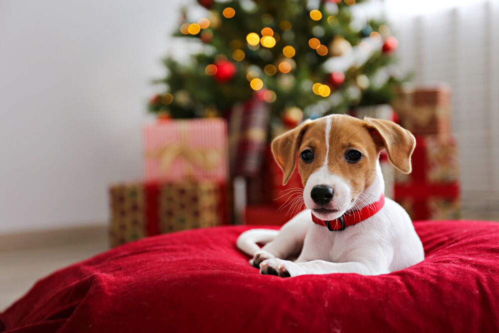 Holiday Gift Guide for Dogs