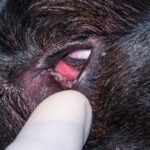 Chalazion in Dogs