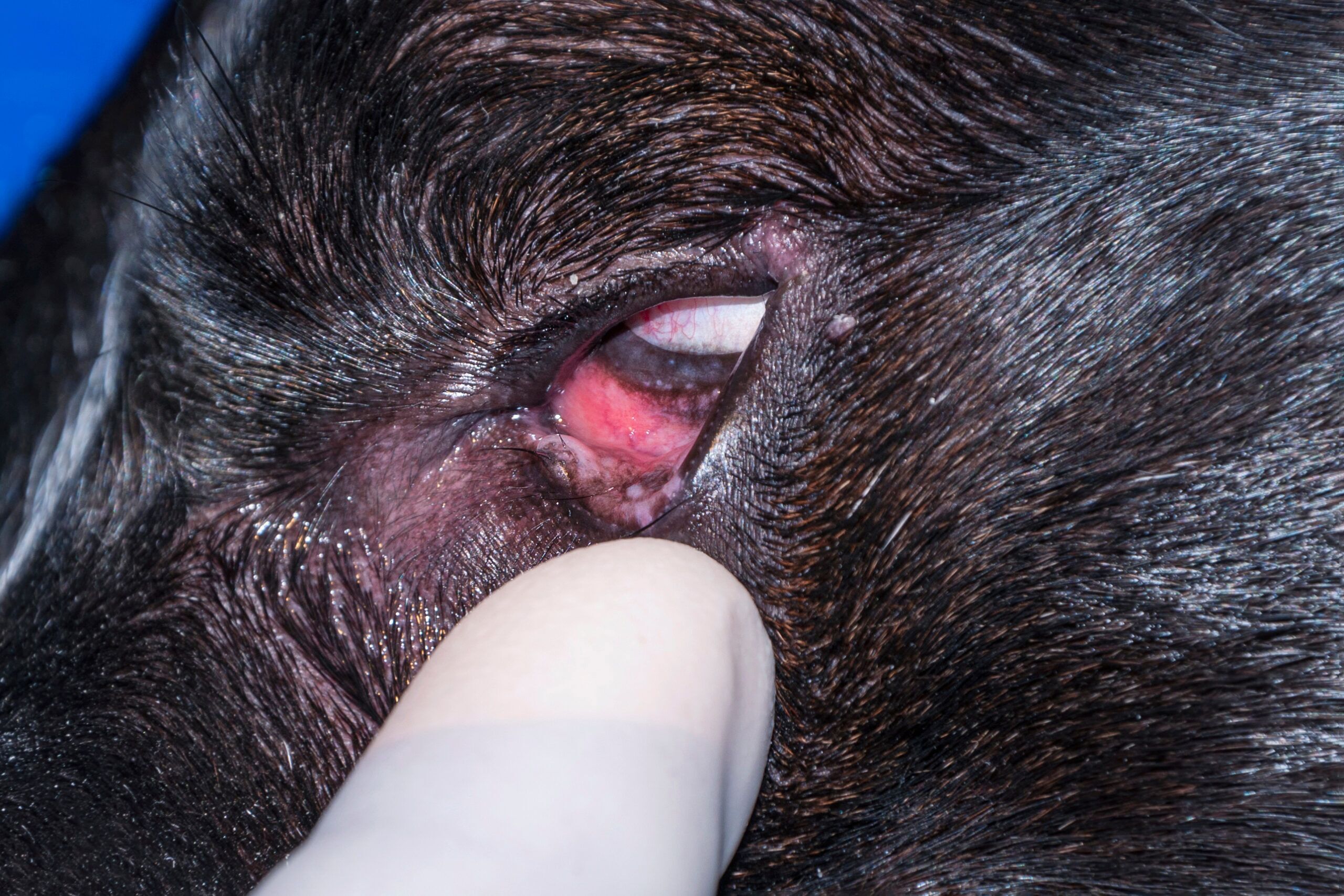 Chalazion in Dogs