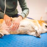 Gastroenteritis in Dogs