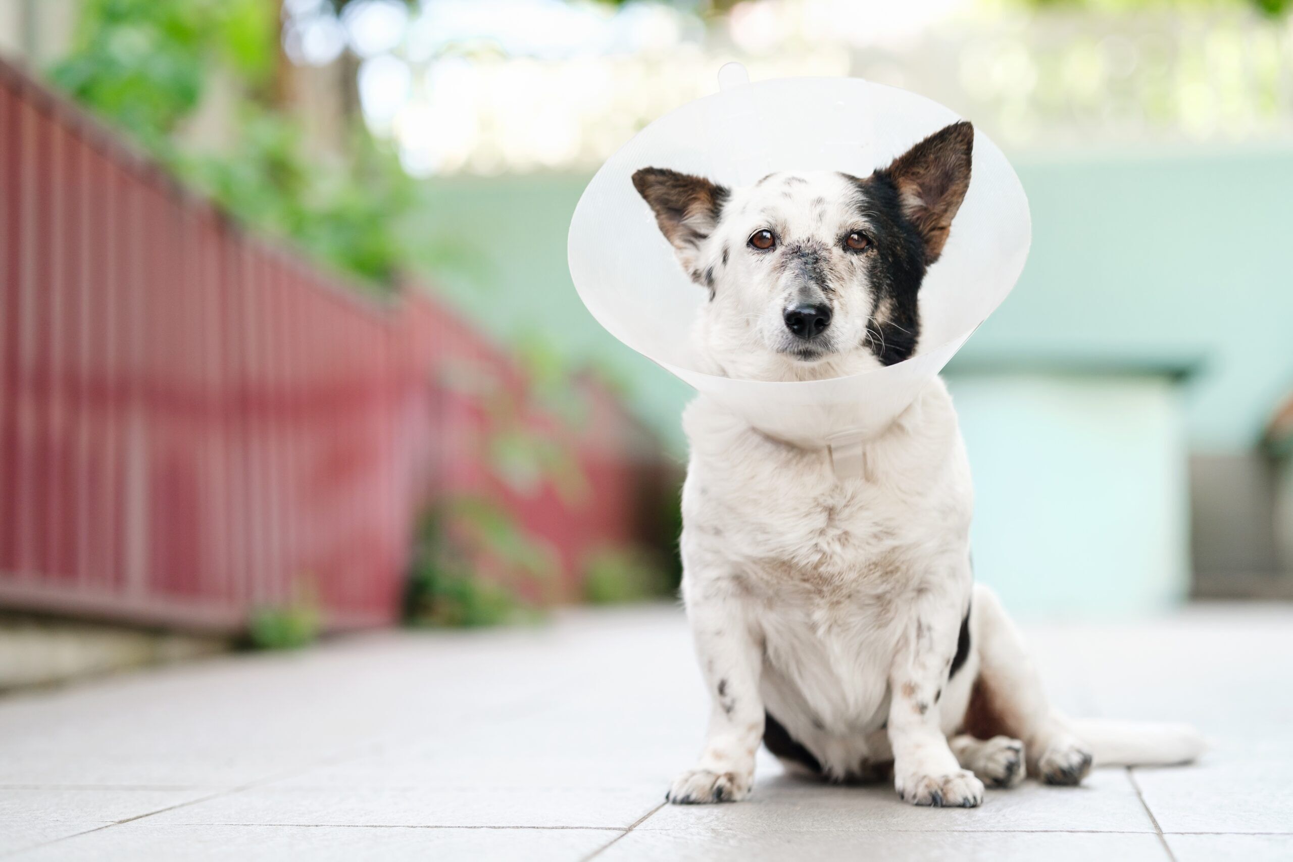 Masticatory Myositis in Dogs