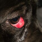 Visible Third Eyelid in Dogs