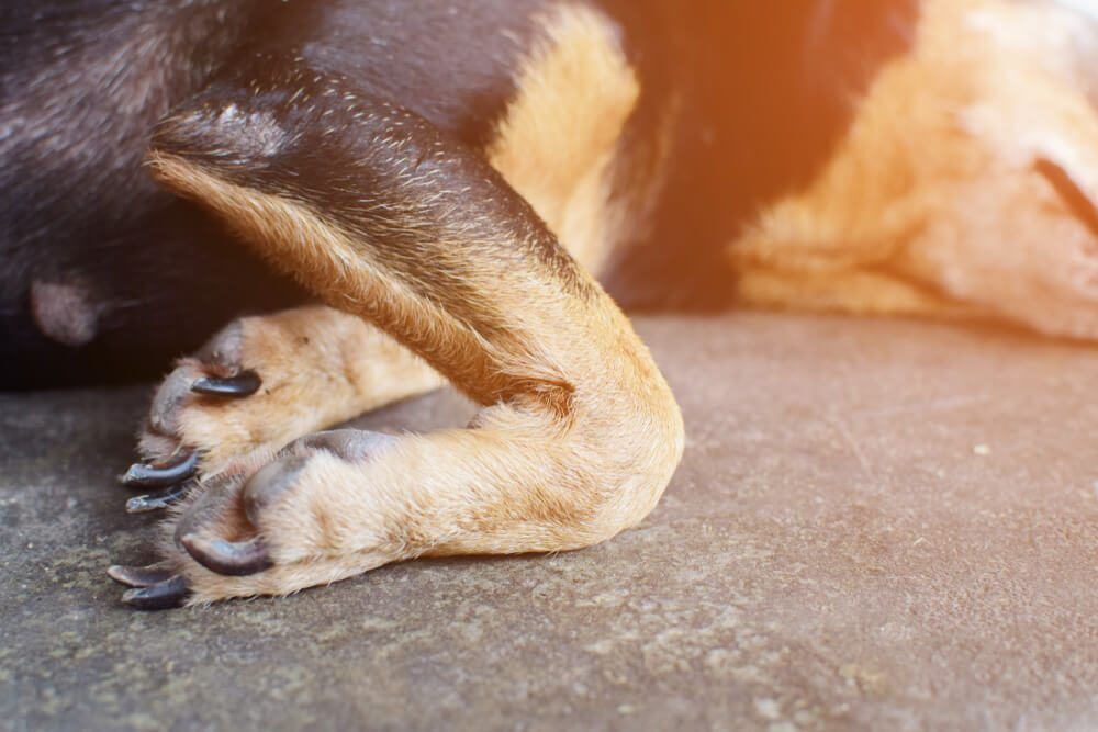 CBD Dog Treats for Joint Pain