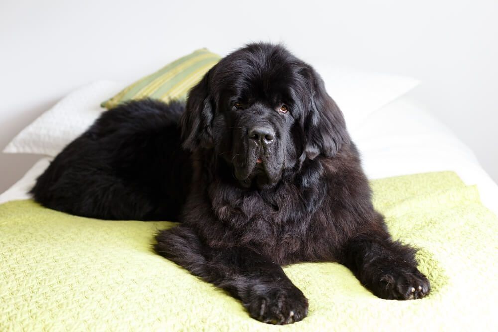 The 10 Best Newfoundland Dog Beds Meeting Your Dogs Unique Needs