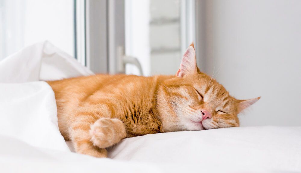 cat sleeping on a pillow