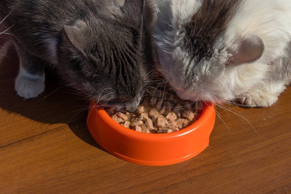 The 5 Best High Protein Cat Foods Reviews and Our Top Picks