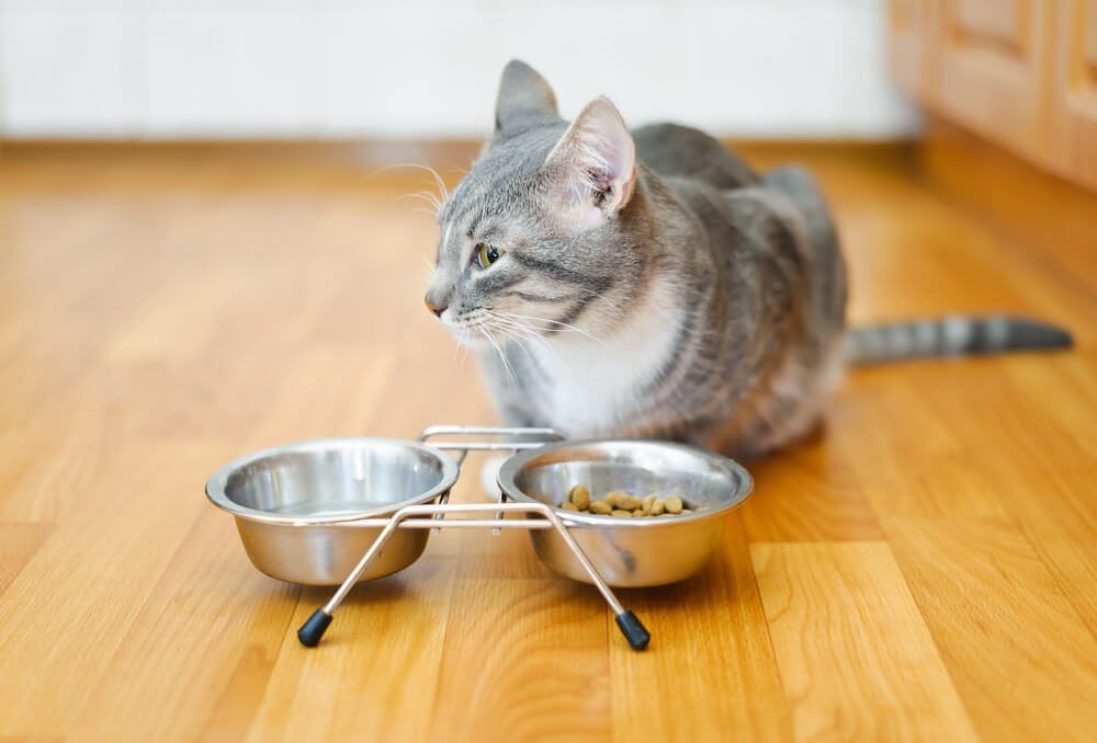 cat with anti vomit cat bowl