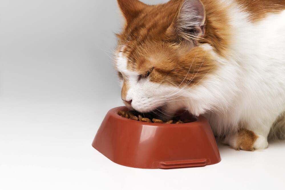 The Best 8 Senior Cat Foods for Your Aging Feline Our Top Picks and Reviews