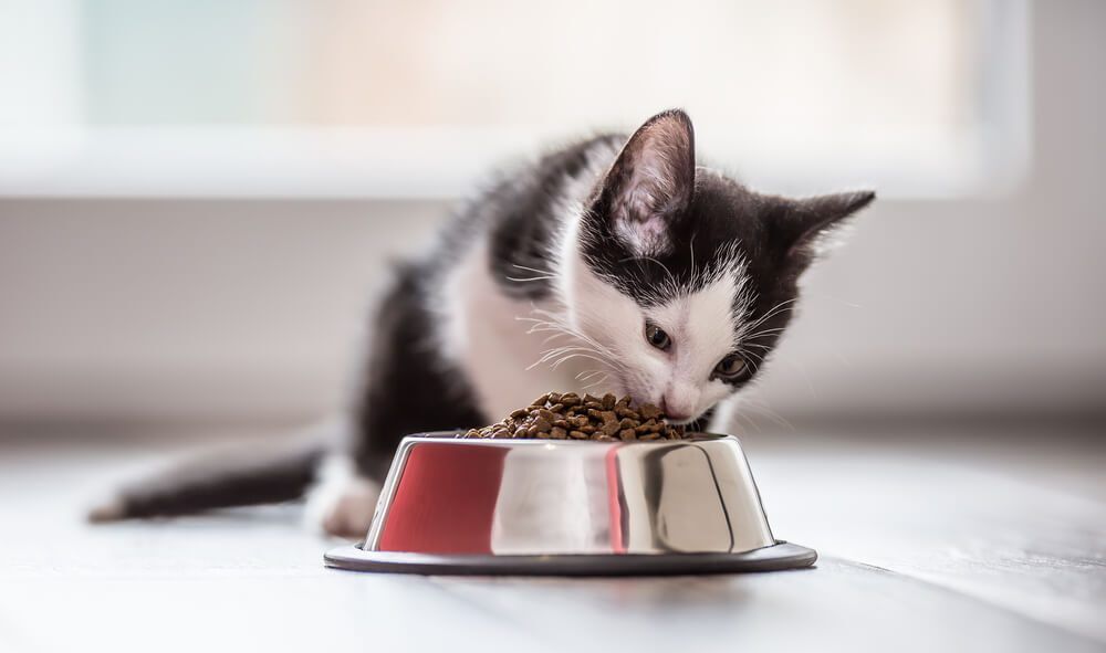 The Best Cat Food for Indoor Cats Our Top 7 Picks