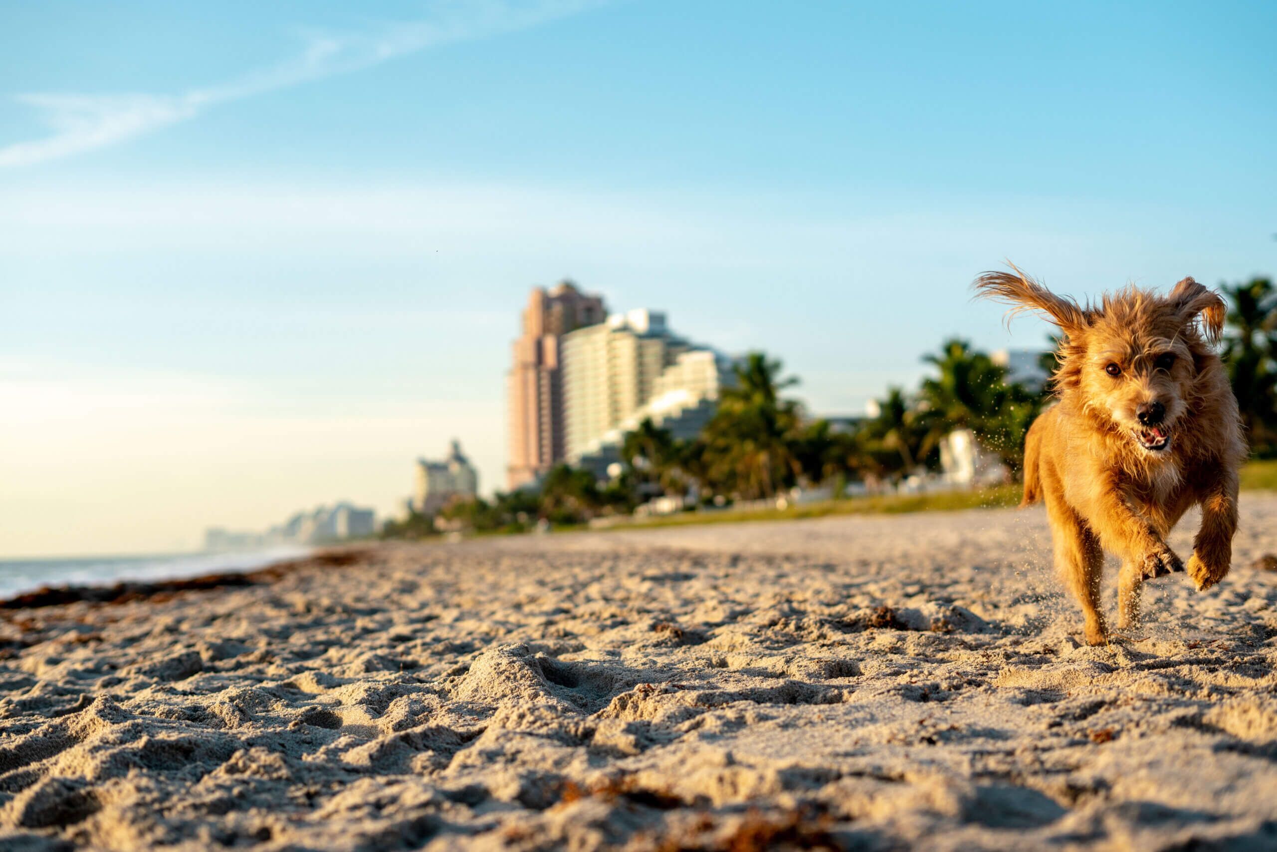 best dog friendly beaches on Floridas Atlantic Coast