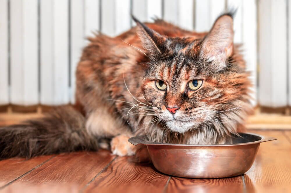 Acana Cat Food Reviewed Pros Cons and Ingredient Analysis