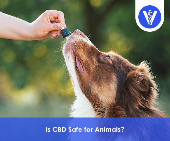 Is CBD safe for Animals