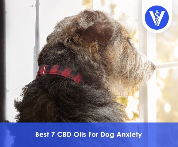 Best CBD Oils For Dog Anxiety