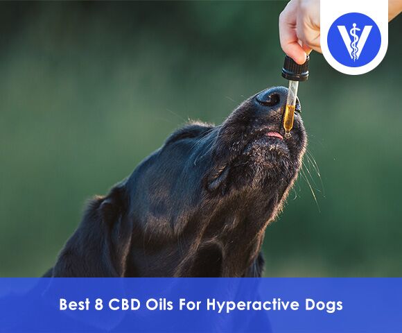Best CBD Oils For Hyper Dogs