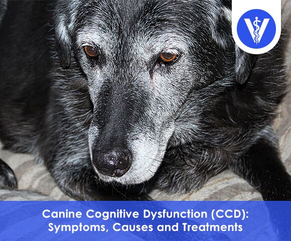 Canine Cognitive Disorder CCD