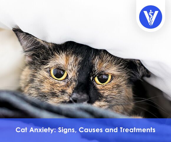 Cat Anxiety Symptoms Causes and Treatment