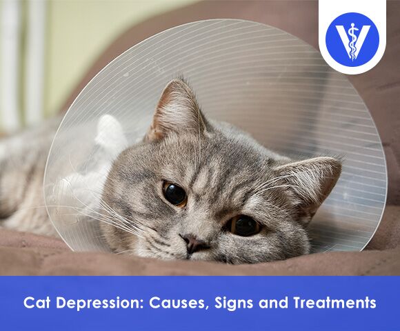 Cat Depression How to Diagnose and Cure