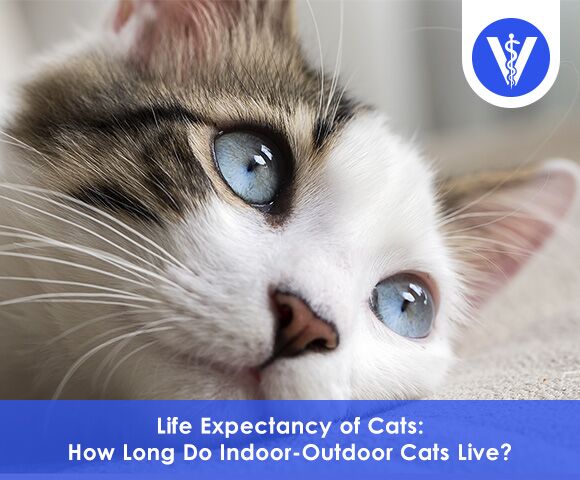 How long do indoor outdoor cats live