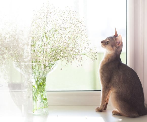 is babys breath toxic to cats