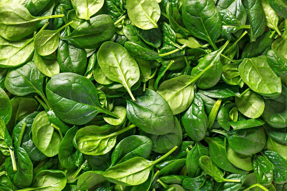 can dogs eat spinach