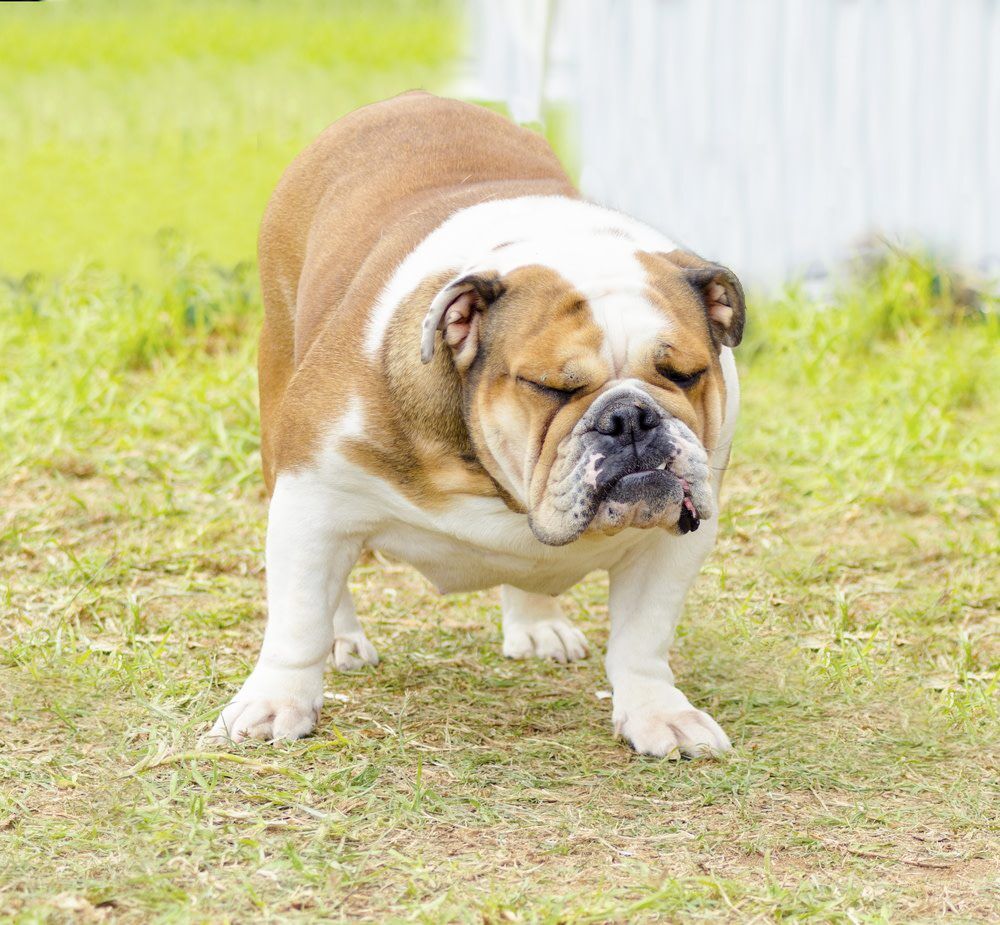 constipation in dogs