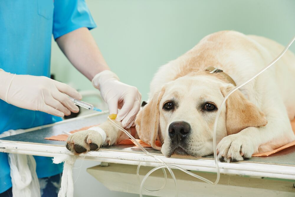 a hospitalized dog