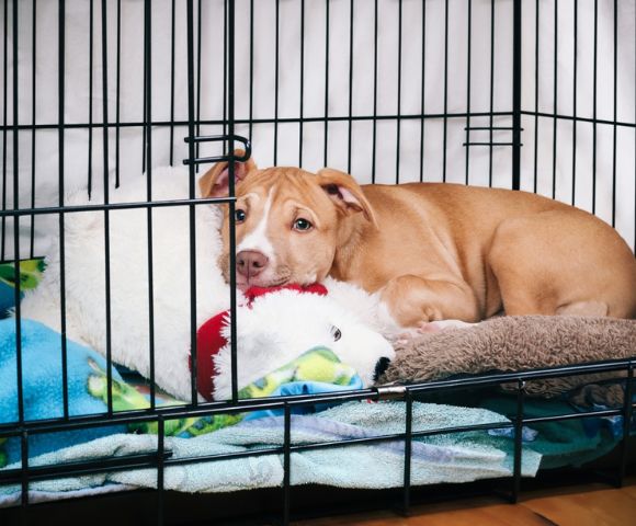 Crating Dog with Separation Anxiety