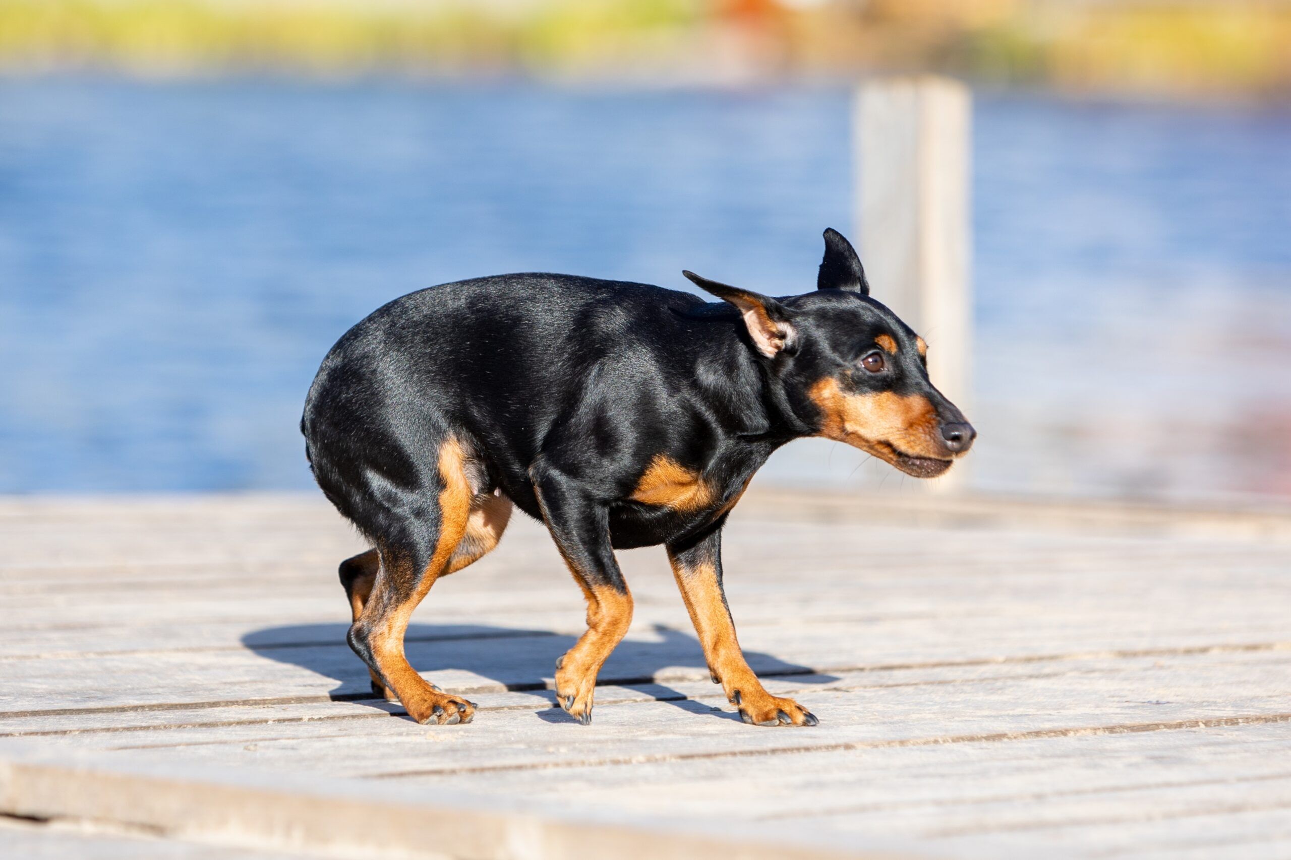 Dogs with sensory issues a small sized dog looking afraid