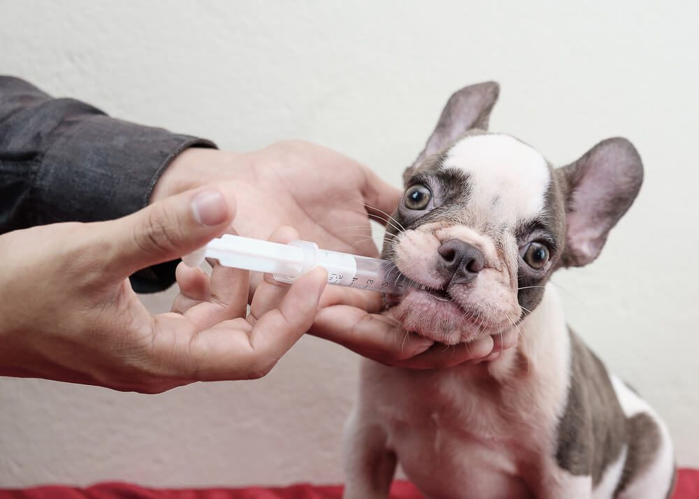 shutterstock734478304 TotalVet Galliprant for Dogs